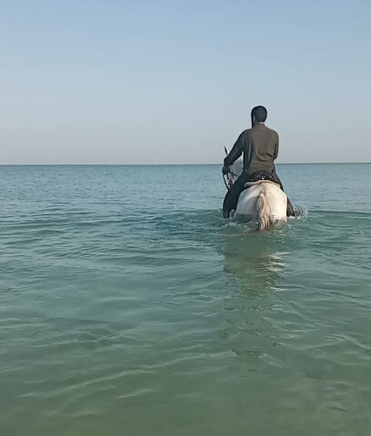 عوان لنقل الخيول - دبي - +971 55 245 1236