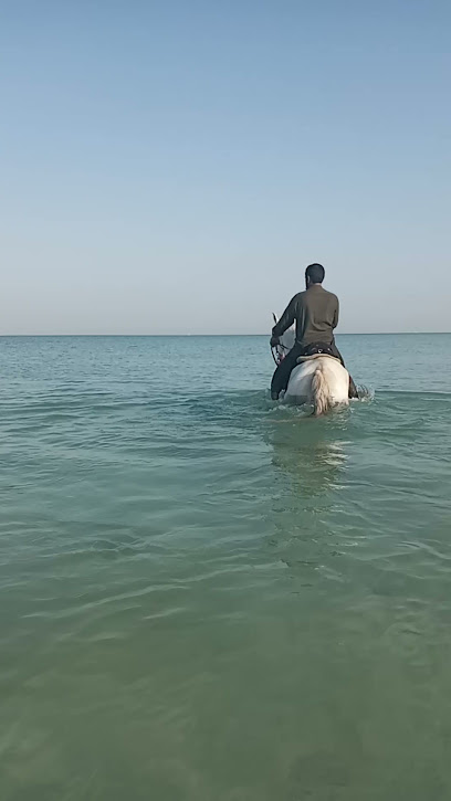 عوان لنقل الخيول - United Arab Emirates|Hay Aldubdabaah South - Sharjah|Al Zubair