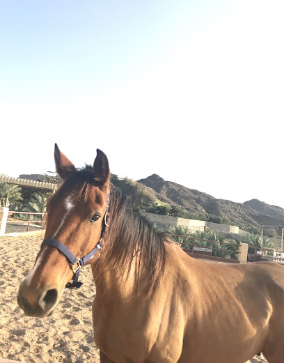 اسطبلات مسافي - United Arab Emirates|Ras al Khaimah|Unnamed Road|85G2+X59