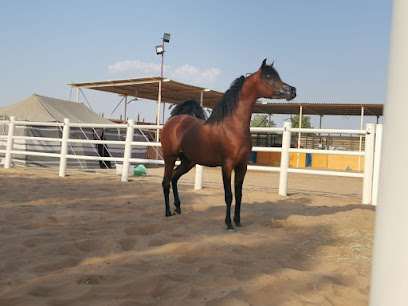 مركز الخاتم لتدريب الخيل العربية - دبي - +971 52 733 7737