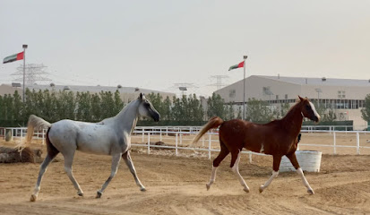 الروية كسوة خاصة - عجمان -