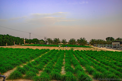 مزارع بنزر - عجمان - +971 56 165 1716