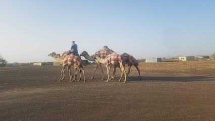 مزرعة الجمال emRan - عجمان - +971 55 322 6443