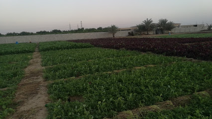 مزارع الخضروات البنغالية - دبي -