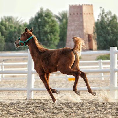 نادي الظفرة للفروسية - عجمان - +971 50 111 6334