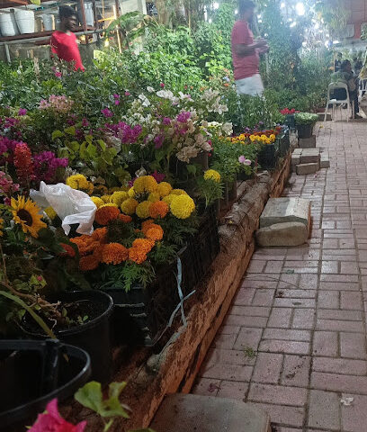 مشتل جوري 06 - عجمان - +971 55 839 9529