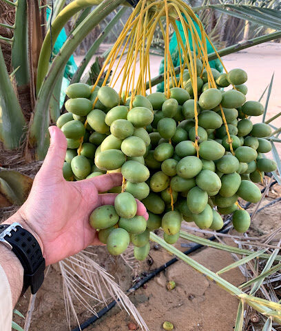 مزرعة نخلة أحمد محمد هلال المزروعي - عجمان - +971 50 691 0699