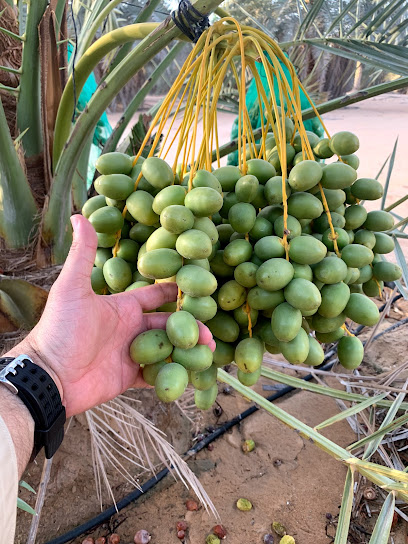 مزرعة نخلة أحمد محمد هلال المزروعي - United Arab Emirates|457 Abu Dhabi - Liwa Road