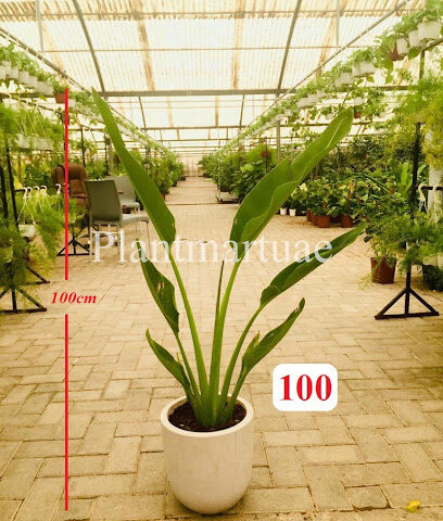 Plantmartuae.com - دبي - +971 56 142 6120