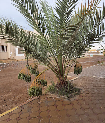 حديقة الساحل الأخضر مدام بثينة - دبي -