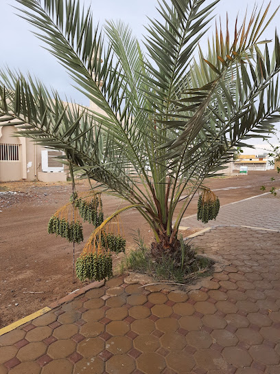 حديقة الساحل الأخضر مدام بثينة - United Arab Emirates|Al Bidyah - Fujairah|C8HV+Q6H