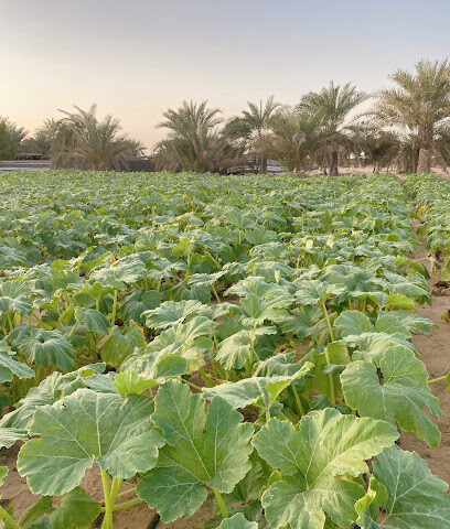 بيض البط المزرعة - عجمان -
