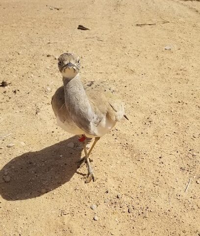 مزرعة العين الوطنية - عجمان -