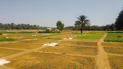 مزرعة خاصة - عجمان -