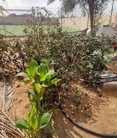 مزارع ميري ، عجمان - عجمان - +971 52 975 8900