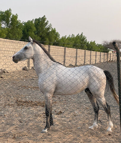مزرعة حسن يعقوب - عجمان -