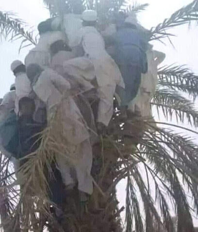 مزرعة الفوعة صك - عجمان -