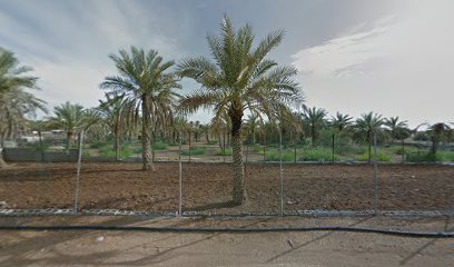 مزرعة يوسف بن عرب - عجمان -