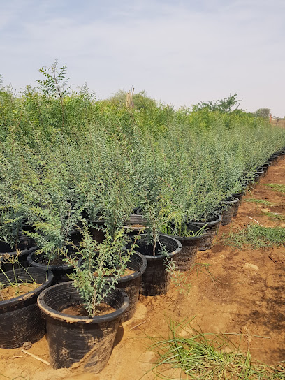 المزرعة إلى مفترق الطرق - United Arab Emirates|Al Zubair Orchards - Sharjah|9JVM+FJJ