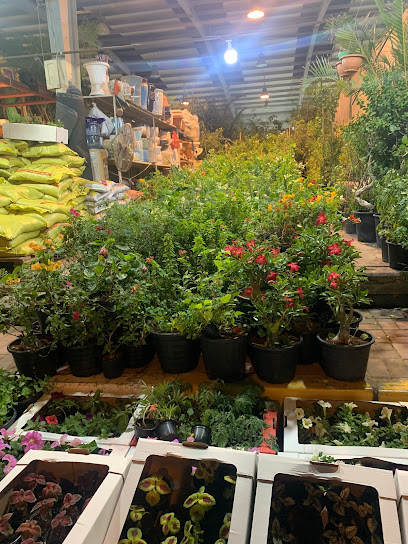 NOURIN AGRICULTURAL زهرة عجمان وسوق النباتات محل رقم 1 - United Arab Emirates|Ajman Industrial 1 - Ajman|9FRH+Q95