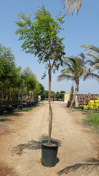 مبيعات الحضانة الخضراء - United Arab Emirates|Seeh Dibba - Fujairah|H6FQ+V6V