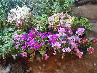 حضانة النون -  -
