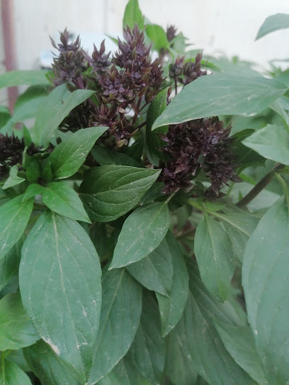 جبل الريان لتركيب الزجاج والألمنيوم - United Arab Emirates|Al Noud - Abu Dhabi|5R2P+M79