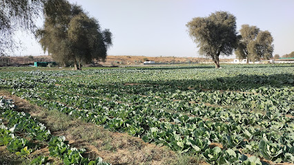 مزرعة جرين فورت -  - +971 56 525 6831